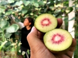 kiwifruit kiwifruit